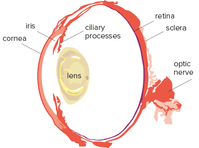 Eye anatomic