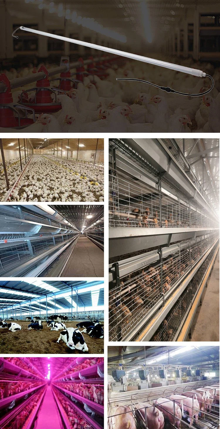 Lighting for Poultry Housing