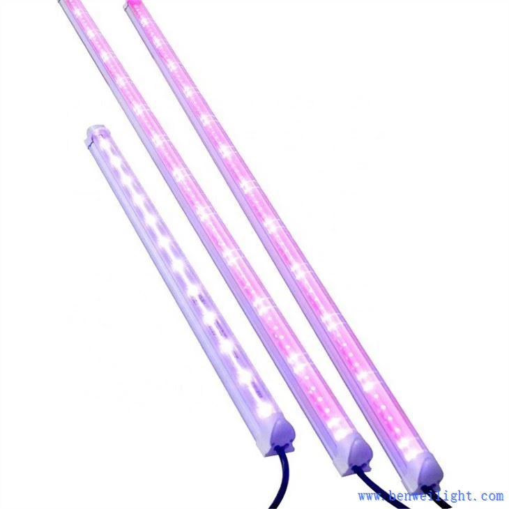 Hộp đèn phát triển