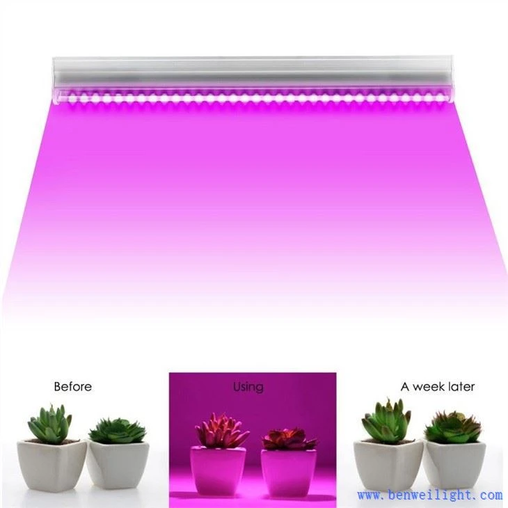 Uv B Grow nhẹ