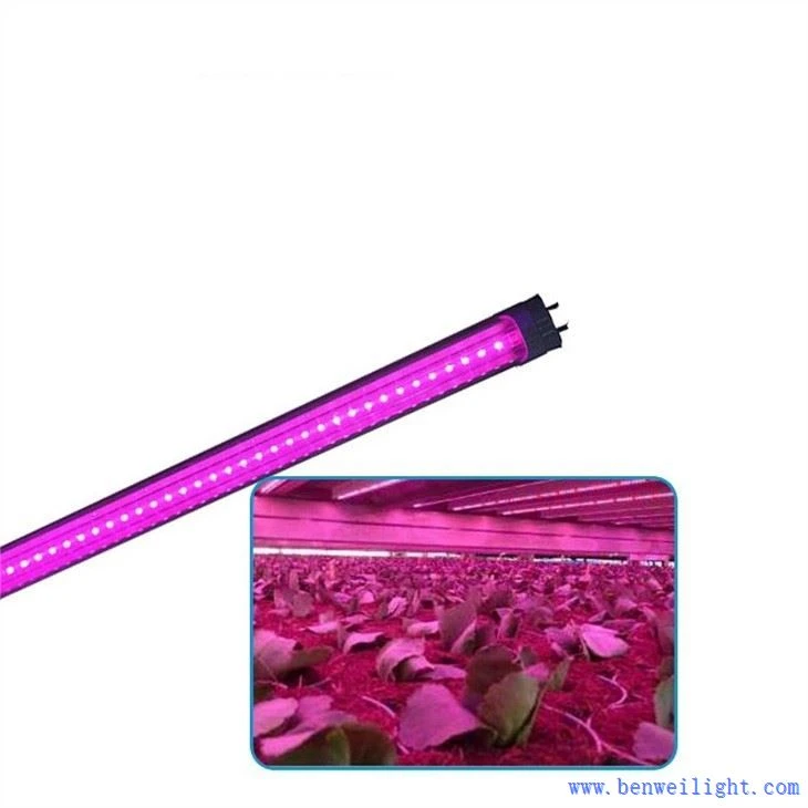 vitamin d grow light