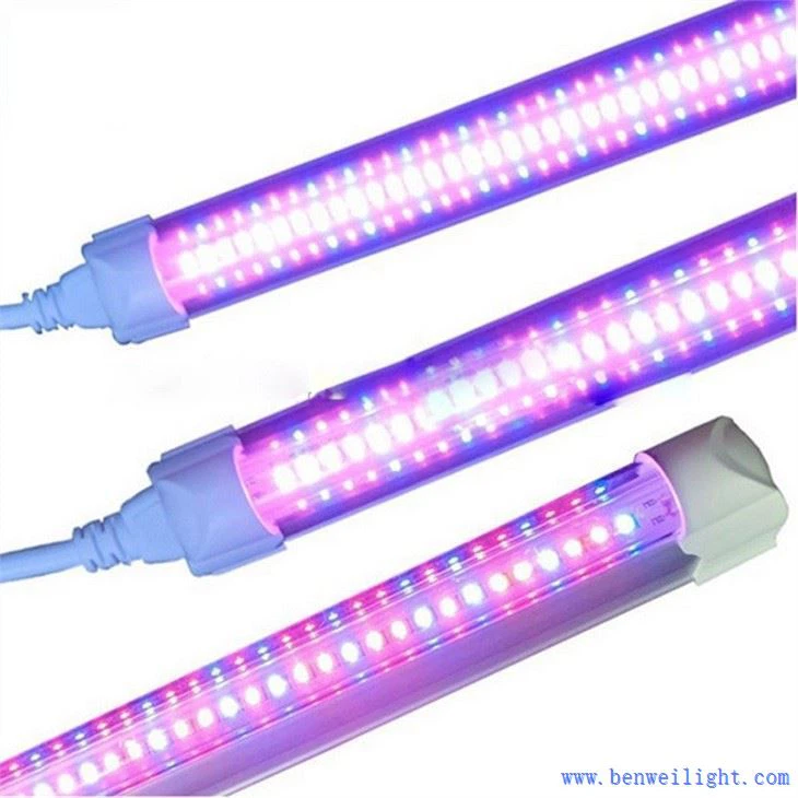 Phát triển ánh sáng cho hoa và trái cây