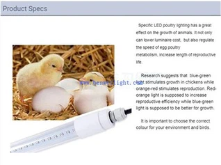 Bóng đèn gia cầm cho chuồng gà