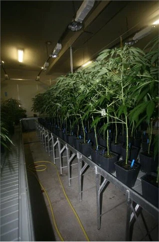 Cây chống nước 6000K Trồng đèn LED cho trang trại nhà nấm